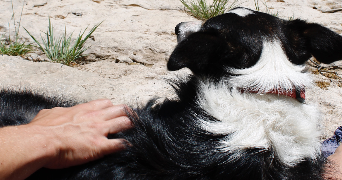charlotte pet sitter à GRENOBLE 38100_4