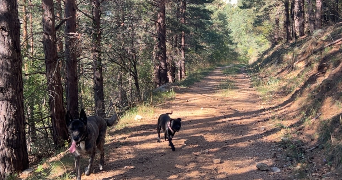 axelle pet sitter à AXAT 11140_5