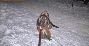 sébastien pet sitter à VILLEBON SUR YVETTE 91140_1