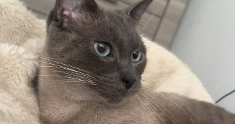 kloe pet sitter à LA ROCHE SUR YON 85000_6