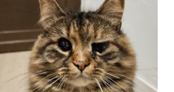 elodie pet sitter à TOURCOING 59200_1