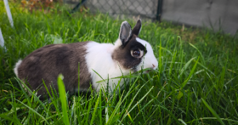 rabia pet sitter à HAGUENAU 67500_2