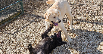 marlene pet sitter à AUNEAU BLEURY ST SYMPHORIEN 28700_33
