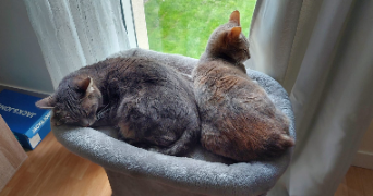 maryline pet sitter à LA CHAPELLE NEUVE 56500_4