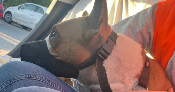 clémence pet sitter à BLOTZHEIM 68730_3