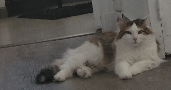 léonie pet sitter à LYON 08 69008_1