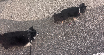 romane pet sitter à LYON 08 69008_1