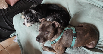 ilona pet sitter à LE BOURGNEUF LA FORET 53410_3