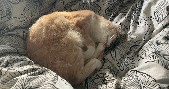 manon pet sitter à VANDOEUVRE LES NANCY 54500_7