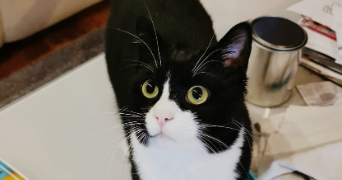 sandrine pet sitter à REAUMUR 85700_0