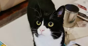 sandrine pet sitter à REAUMUR 85700