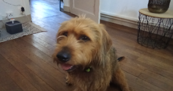 hélène pet sitter à ST PIERRE DES CORPS 37700_4