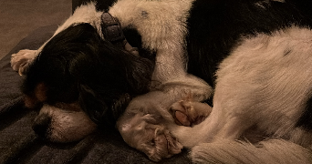 sonia pet sitter à LYON 08 69008_2