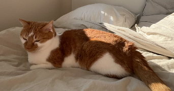 manon pet sitter à Saint-Martin-d'Hères 38400_3