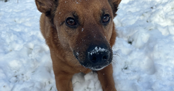 fallone pet sitter à BOUCHAIN 59111_4