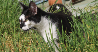 emeline pet sitter à ST ROMAIN LE PUY 42610_1