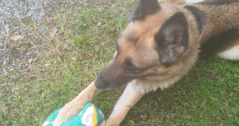 roxane pet sitter à BUROS 64160_6