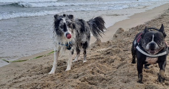 brenda pet sitter à FLORENSAC 34510_3