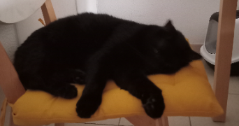 marie-hélène pet sitter à CUGNAUX 31270_9