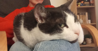 estelle pet sitter à DUNKERQUE 59140_3