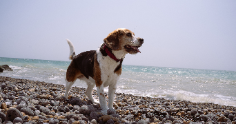 madeline pet sitter à FONTAINES 71150_4