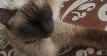 ryma pet sitter à CORBEIL ESSONNES 91100_1
