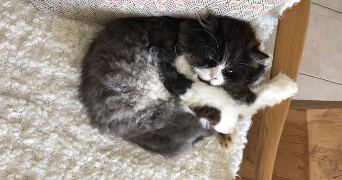 tasha pet sitter à MONT ST AIGNAN 76130_2