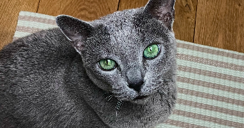 margaux pet sitter à PARIS 04 75004_2
