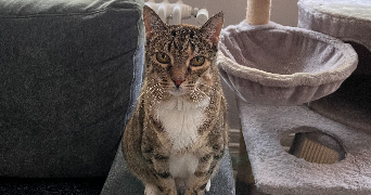 amélie pet sitter à METZ 57070_2