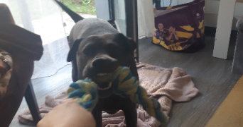 sarah pet sitter à NANTES 44000_4