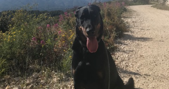 julia pet sitter à Marseille 13000_9