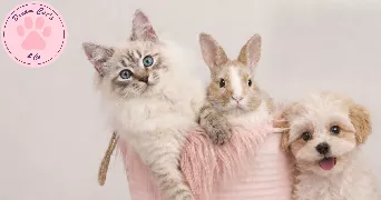 myriam  pet sitter à Cachan 94230