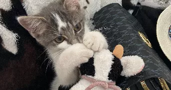 lilou pet sitter à ST JEOIRE 74490