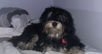laura pet sitter à ARMENTIERES 59280_8