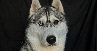 cindy pet sitter à ST MARS DE COUTAIS 44680_2