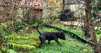 louise pet sitter à LE PLESSIS ROBINSON 92350_6