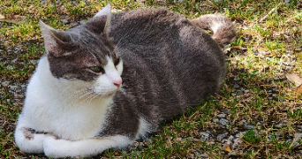 magalie pet sitter à ST PABU 29830_3