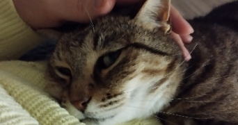 perrine pet sitter à BAZIEGE-FR 31450_0