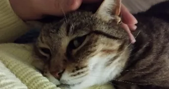 perrine pet sitter à BAZIEGE-FR 31450