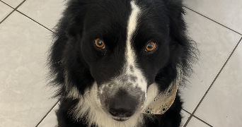 ninon pet sitter à MAUGUIO 34130_4