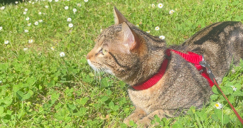 léa pet sitter à NANTES 44300_3