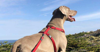 blanche pet sitter à LAON 02000_2