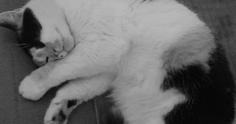 magali pet sitter à ALBERTVILLE 73200_2