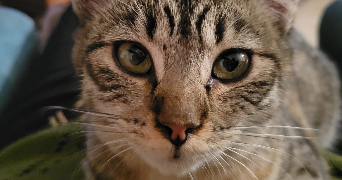 solène pet sitter à PARIS 18 75018_1