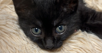 louane pet sitter à MARSEILLE 12 13012_7