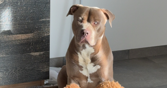 maëlys pet sitter à BLAMONT 25310_2