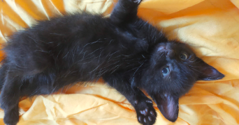 alessia pet sitter à Grasse 06130_7