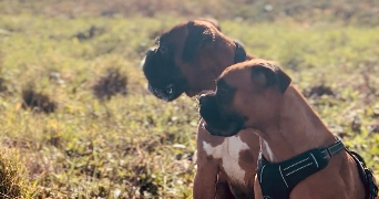 florence pet sitter à LONGAGES 31410_1