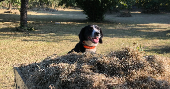 julia pet sitter à VOIRON 38500_5
