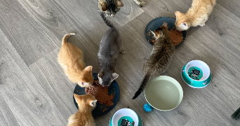 lilly cat sitter à POITIERS 86000_2